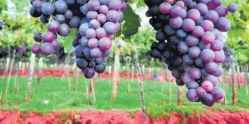 ଥେନିର ଅଙ୍ଗୁର ଚାଷୀଙ୍କ ଦୁର୍ଦଶା