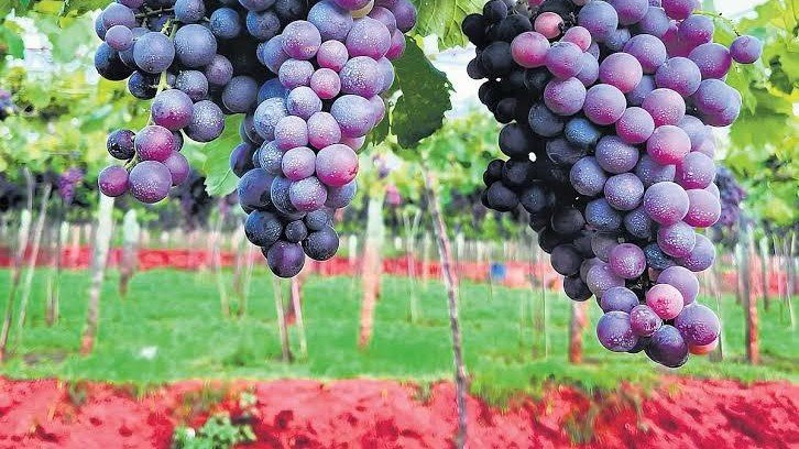 ଥେନିର ଅଙ୍ଗୁର ଚାଷୀଙ୍କ ଦୁର୍ଦଶା