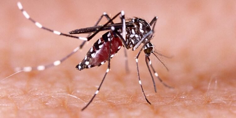 ହାନୋଇ ଡେଙ୍ଗୁ ଜ୍ୱର