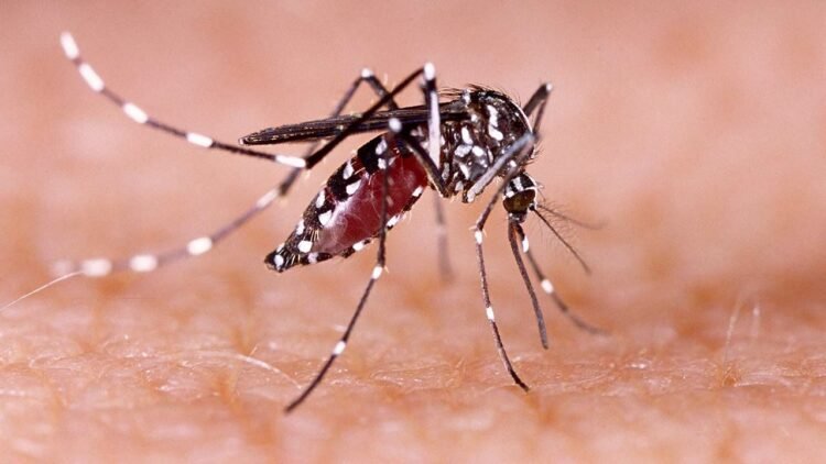 ହାନୋଇ ଡେଙ୍ଗୁ ଜ୍ୱର