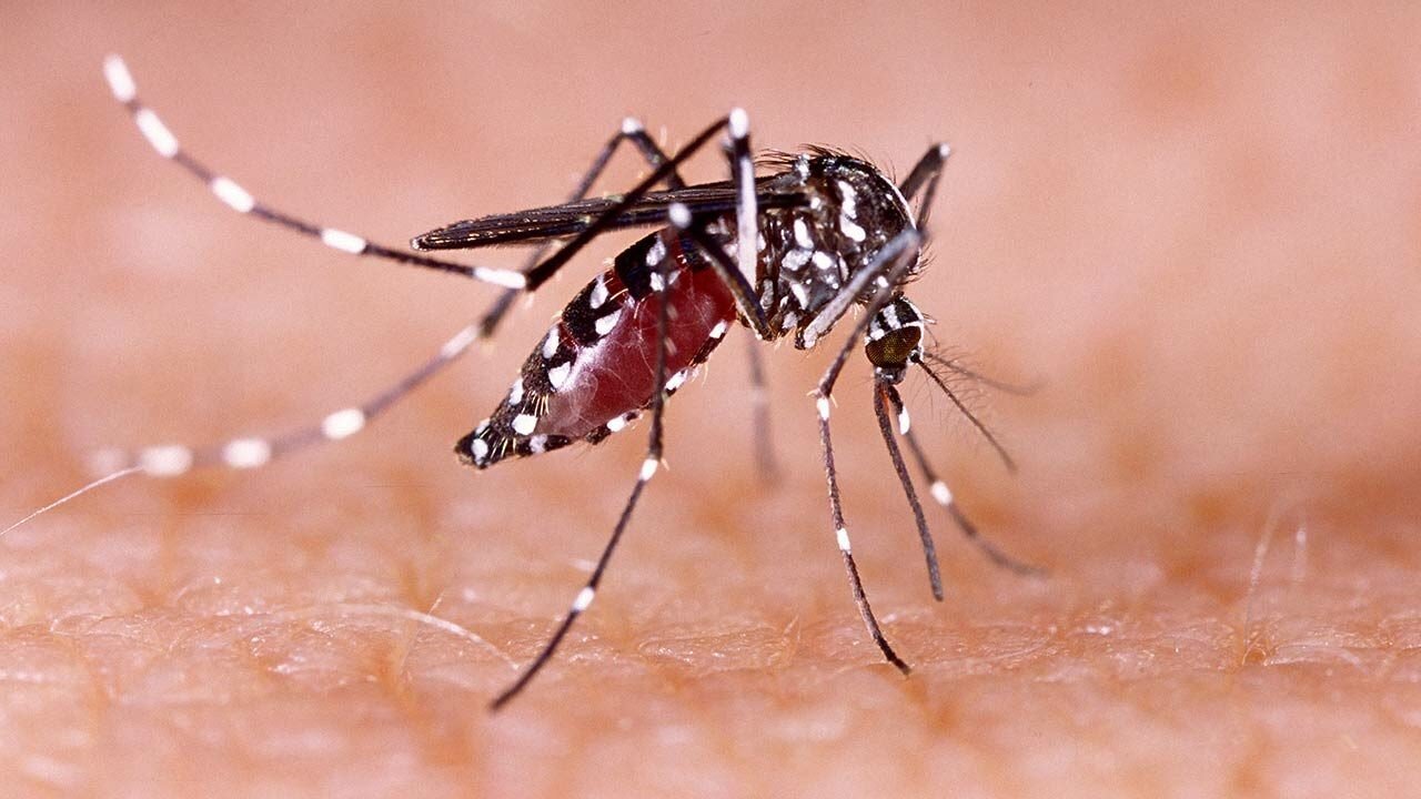 ହାନୋଇ ଡେଙ୍ଗୁ ଜ୍ୱର