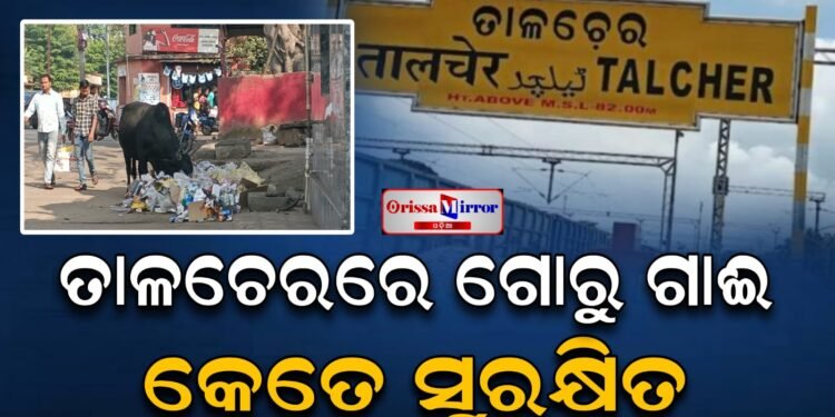 ତାଳଚେରରେ ଗୋରୁ ଗାଈ କେତେ ସୁରକ୍ଷିତ!