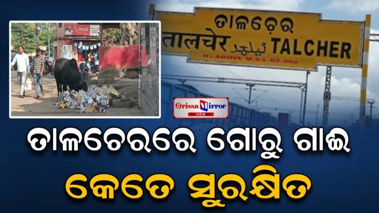 ତାଳଚେରରେ ଗୋରୁ ଗାଈ କେତେ ସୁରକ୍ଷିତ!